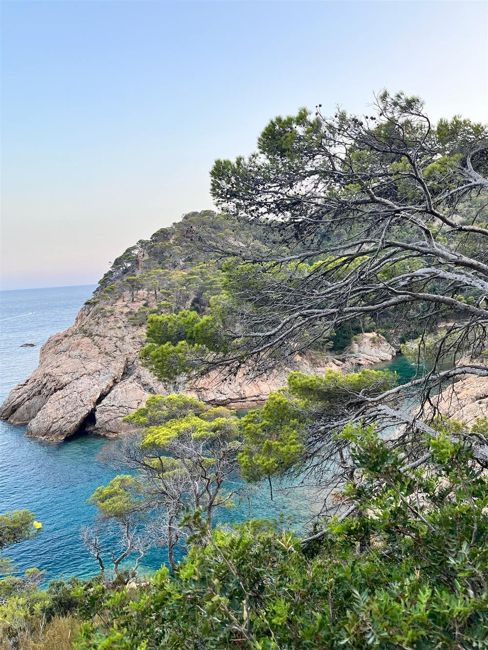 Cala escondida entre pinos vista desde el acantilado