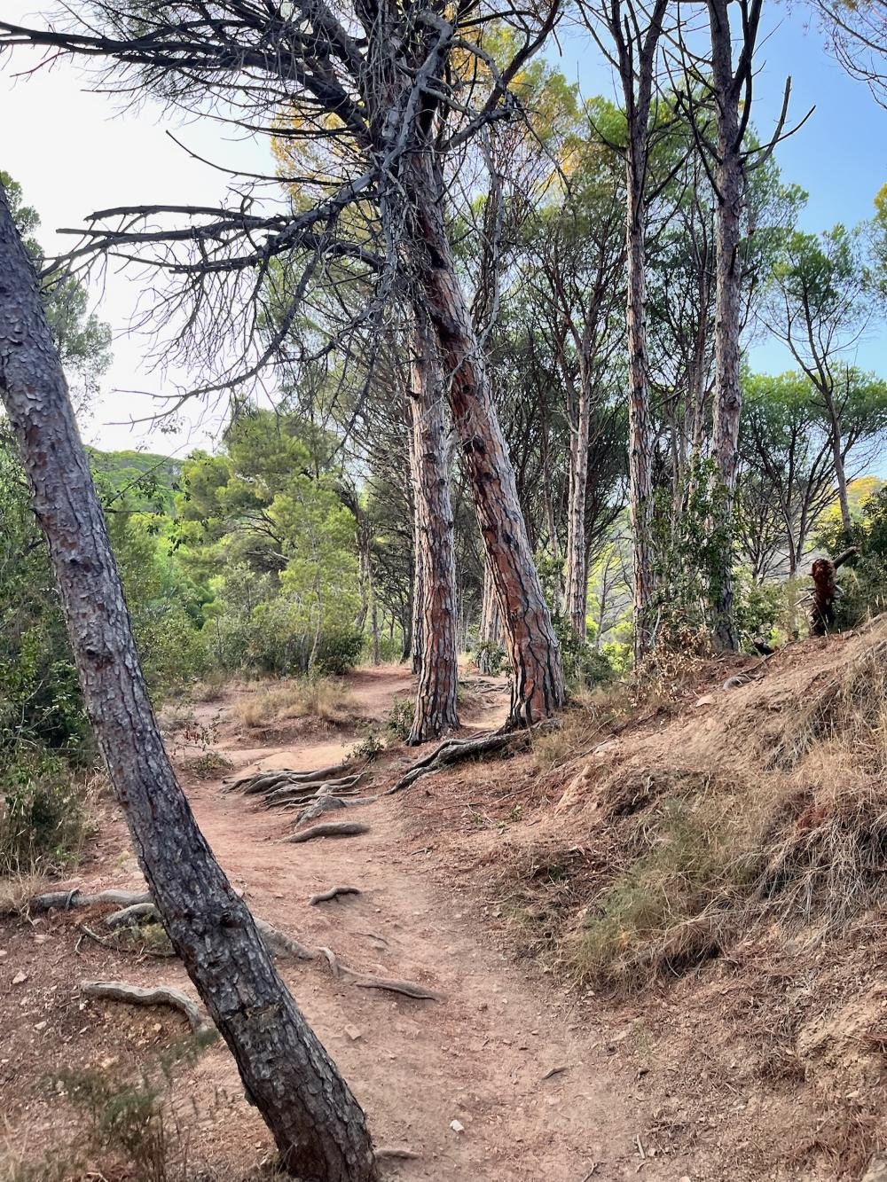 Tramo de pinar del Camí de Ronda en Tossa de Mar